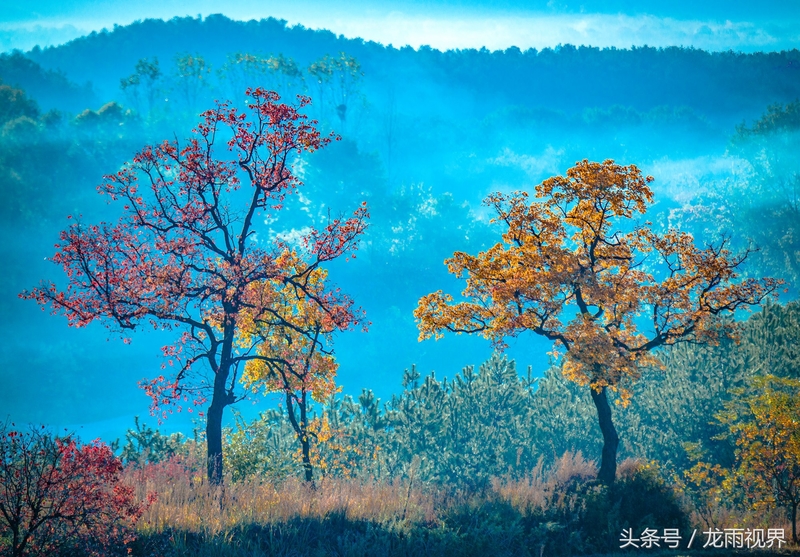 红色大悟红叶红醉了游人