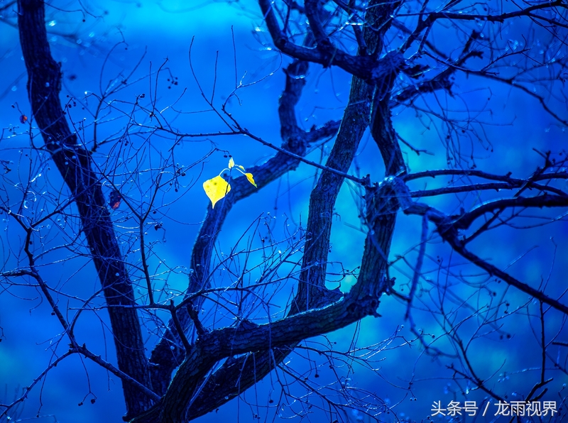 红色大悟红叶红醉了游人