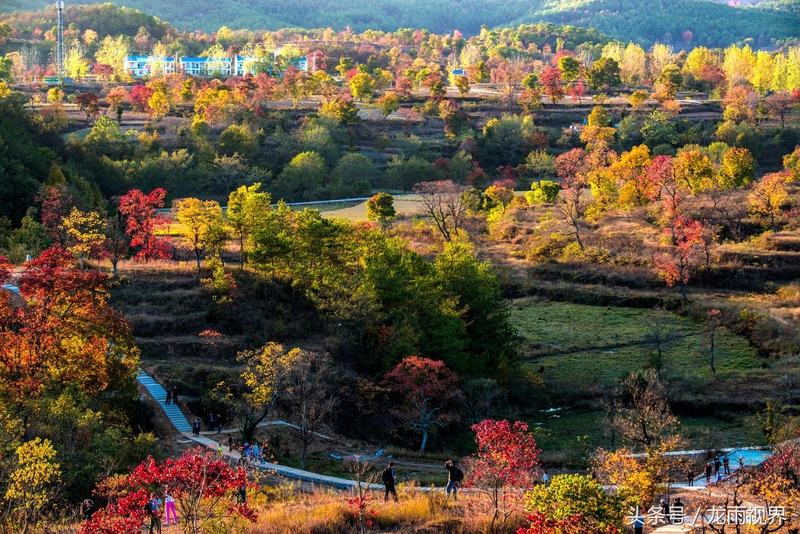 红色大悟红叶红醉了游人
