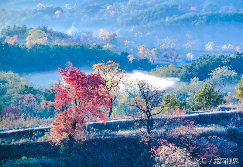 红色大悟红叶红醉了游人