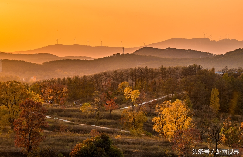 红色大悟红叶红醉了游人