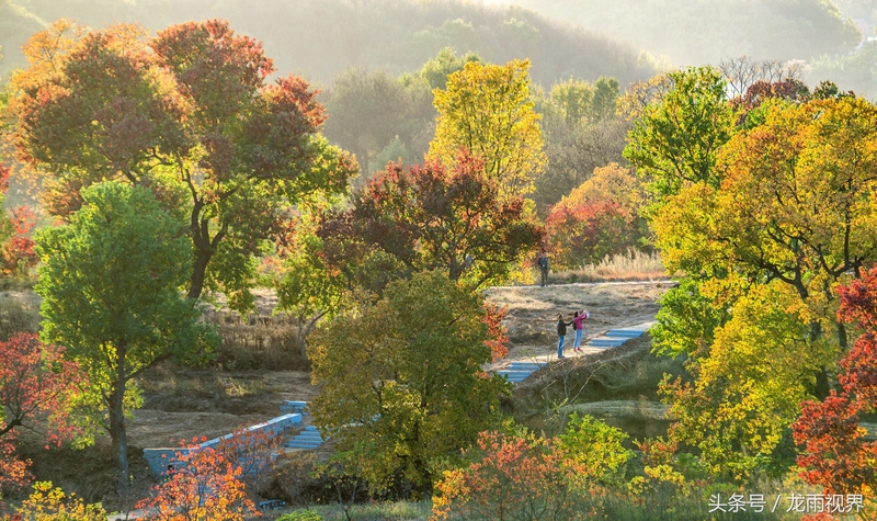 红色大悟红叶红醉了游人