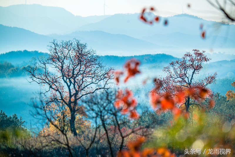 红色大悟红叶红醉了游人