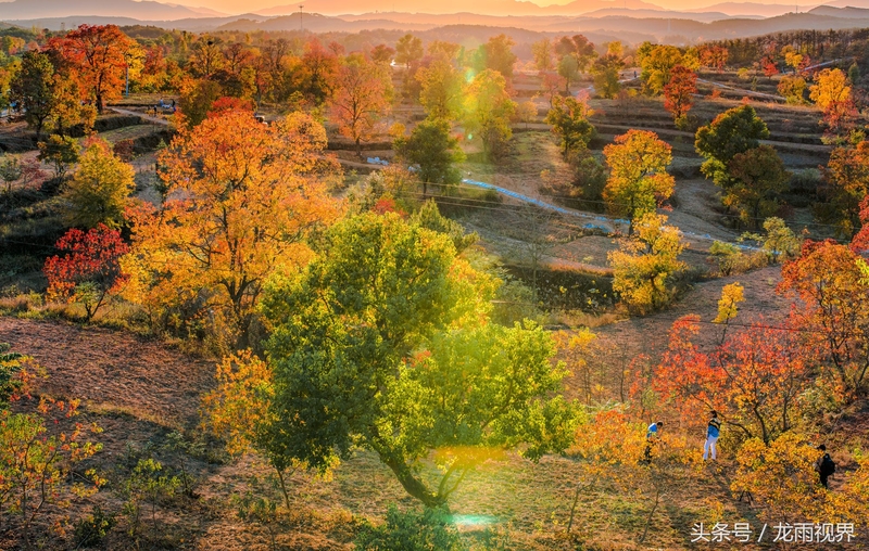 红色大悟红叶红醉了游人