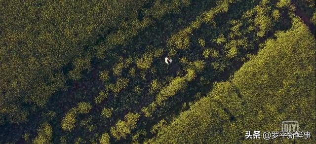 罗平油菜花海、九龙瀑布在热播剧《庆余年》中惊艳亮相，太美了