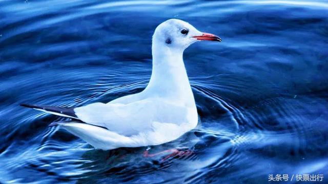 中国的女儿国，泸沽湖怎么玩？这篇攻略告诉你！