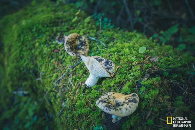 转山雨崩村，眼在天堂，腿在地狱
