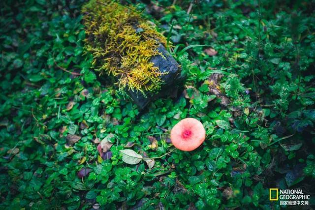 转山雨崩村，眼在天堂，腿在地狱