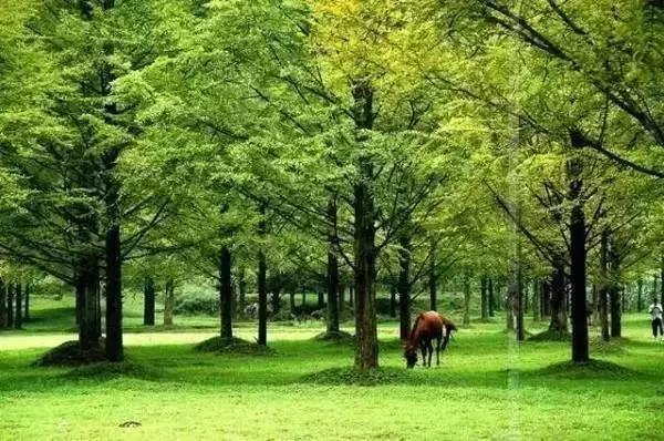 恩施，究竟有怎样的魅力，  获得这么多的赞誉呢？