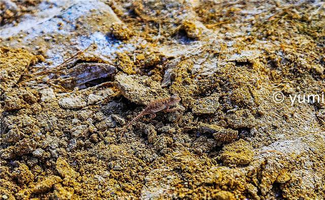 世界上仅有的水上雅丹就在我国，但几乎无人知晓