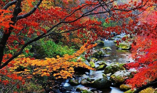 河南最接近仙境的地方，老君山云海平均每年多达130天