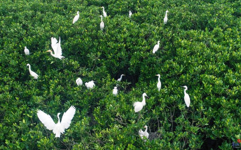 航拍广东之阳江：为海而生的城市