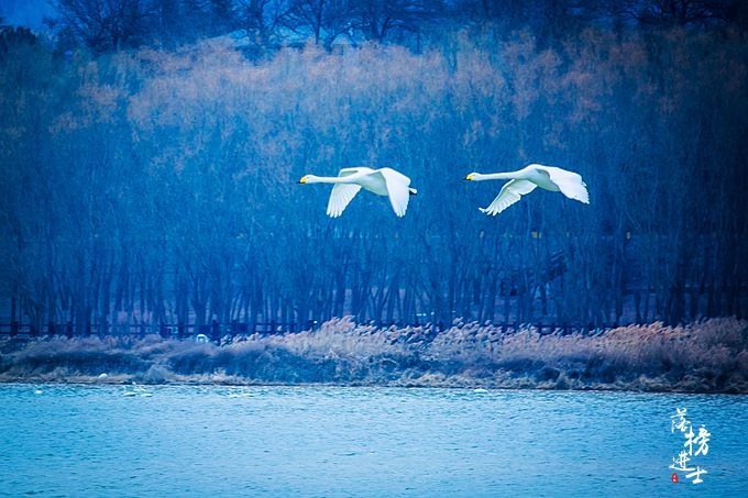 三门峡有一道靓丽的风景线，绝美的天鹅湖，宛若人间仙境