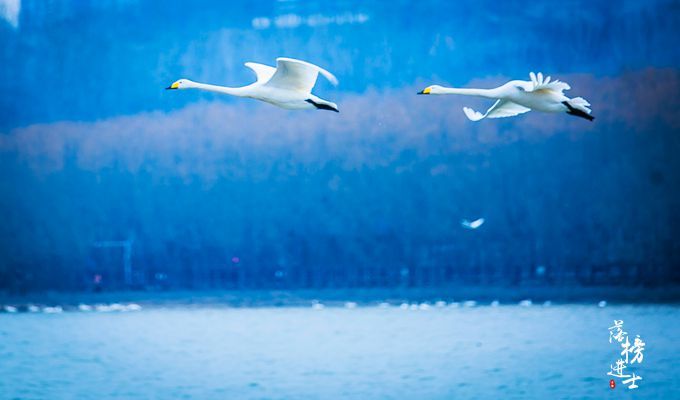 三门峡有一道靓丽的风景线，绝美的天鹅湖，宛若人间仙境