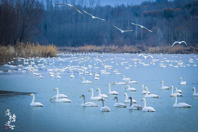 三门峡有一道靓丽的风景线，绝美的天鹅湖，宛若人间仙境
