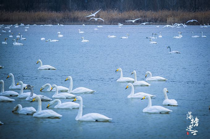 三门峡有一道靓丽的风景线，绝美的天鹅湖，宛若人间仙境