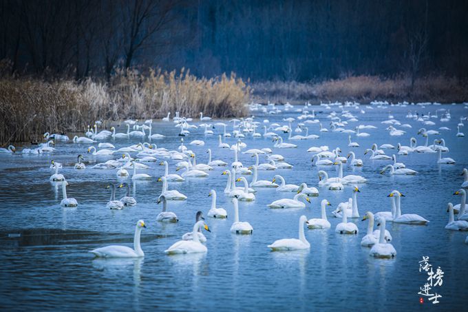 三门峡有一道靓丽的风景线，绝美的天鹅湖，宛若人间仙境