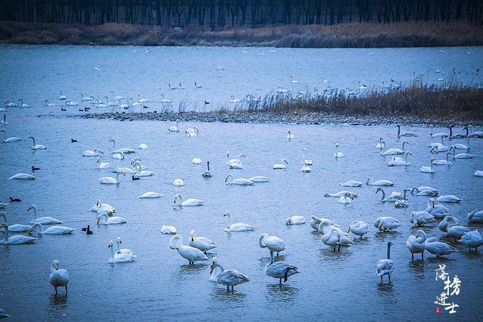三门峡有一道靓丽的风景线，绝美的天鹅湖，宛若人间仙境