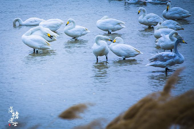 三门峡有一道靓丽的风景线，绝美的天鹅湖，宛若人间仙境