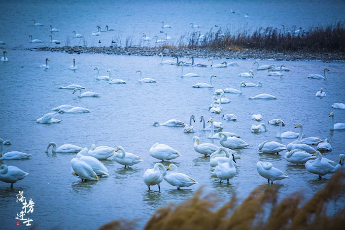 三门峡有一道靓丽的风景线，绝美的天鹅湖，宛若人间仙境