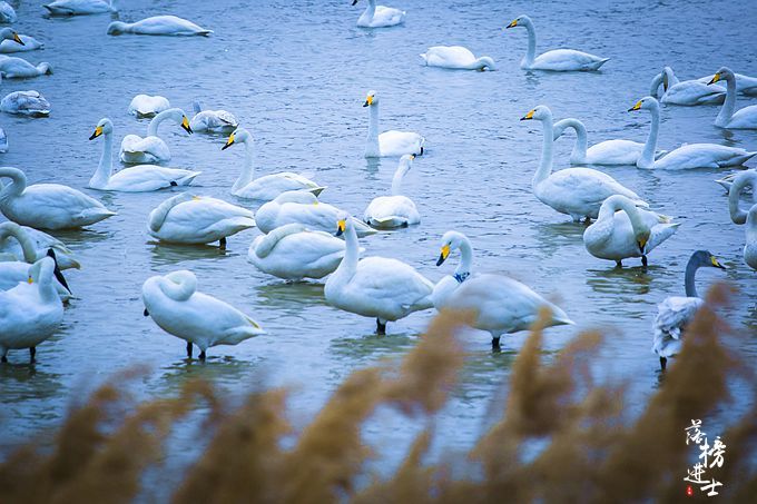 三门峡有一道靓丽的风景线，绝美的天鹅湖，宛若人间仙境