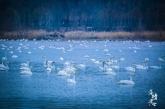 三门峡有一道靓丽的风景线，绝美的天鹅湖，宛若人间仙境