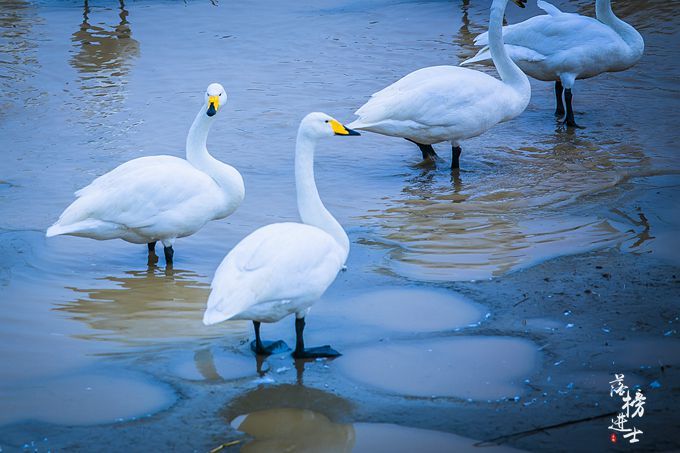 三门峡有一道靓丽的风景线，绝美的天鹅湖，宛若人间仙境