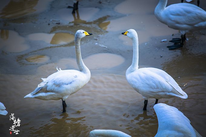 三门峡有一道靓丽的风景线，绝美的天鹅湖，宛若人间仙境