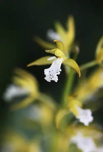 长白山原来这么“神”