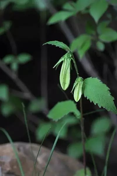 长白山原来这么“神”