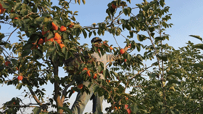 年度必吃！富平吊柿饼，咬一口，有流心