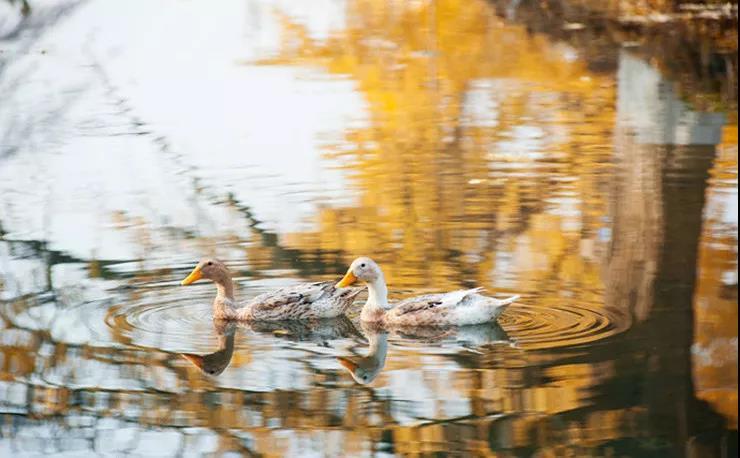 随州千年银杏谷最佳观赏期到了，此时不来更待何时