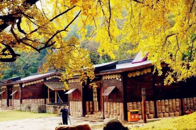 随州千年银杏谷最佳观赏期到了，此时不来更待何时