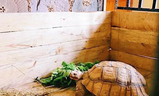 随州千年银杏谷最佳观赏期到了，此时不来更待何时