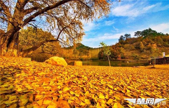 十里金黄，出门劫“色”，湖北随州藏了一个千年银杏谷！