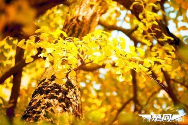 十里金黄，出门劫“色”，湖北随州藏了一个千年银杏谷！