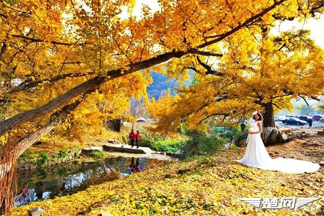 十里金黄，出门劫“色”，湖北随州藏了一个千年银杏谷！