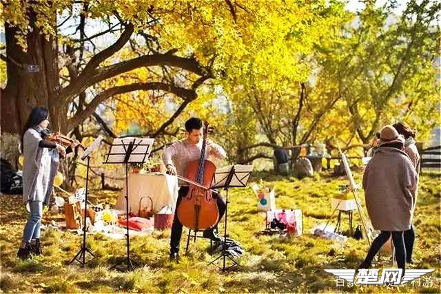 十里金黄，出门劫“色”，湖北随州藏了一个千年银杏谷！