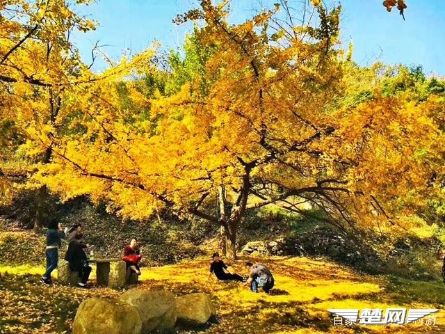 十里金黄，出门劫“色”，湖北随州藏了一个千年银杏谷！