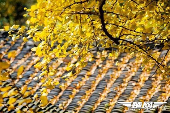 十里金黄，出门劫“色”，湖北随州藏了一个千年银杏谷！