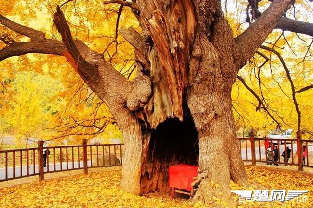 十里金黄，出门劫“色”，湖北随州藏了一个千年银杏谷！