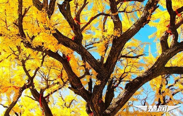 十里金黄，出门劫“色”，湖北随州藏了一个千年银杏谷！