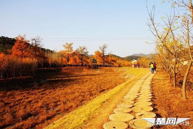 十里金黄，出门劫“色”，湖北随州藏了一个千年银杏谷！