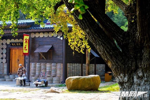 十里金黄，出门劫“色”，湖北随州藏了一个千年银杏谷！