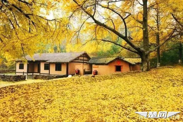 十里金黄，出门劫“色”，湖北随州藏了一个千年银杏谷！