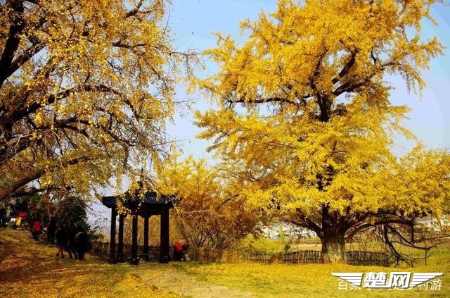 十里金黄，出门劫“色”，湖北随州藏了一个千年银杏谷！