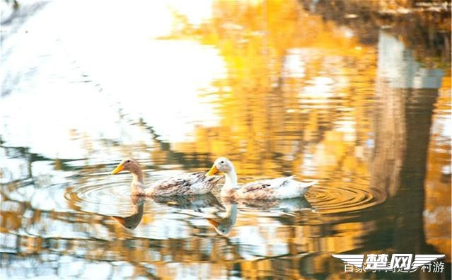 十里金黄，出门劫“色”，湖北随州藏了一个千年银杏谷！