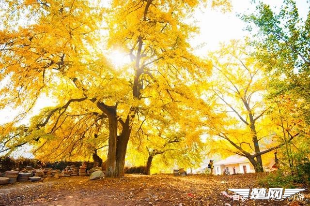 十里金黄，出门劫“色”，湖北随州藏了一个千年银杏谷！