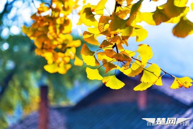 十里金黄，出门劫“色”，湖北随州藏了一个千年银杏谷！