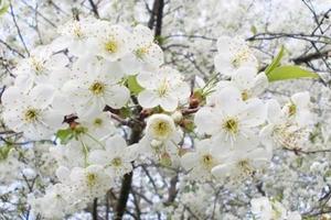 苦驴子赏花之四-4月3/5日丨洪山嘴梨花+李宗仁故居+丹江网红桥湿地公园一日游79元/人